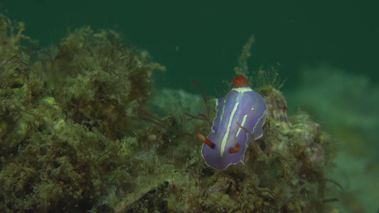 Creator Pack - 25 single clips of Nudibranch 4K