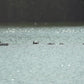 Birds Symphony