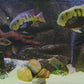 Aquariums of the World