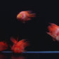Goldfish