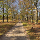 Virtual Cycle - National Park Veluwe in Fall - The Netherlands