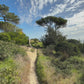 Virtual Walk - Nature Cliff and Beach Walks - Portugal