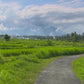 Fitness Journeys - Balinese Rice Fields