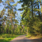Fitness Journeys - Through the Forest