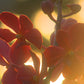 Tropical Gardens & Butterflies