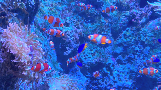 1 Hour of Beautiful Clownfish & Coral Reef  Stock Footage 4K
