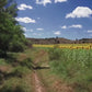 Virtual Cycle Rides - Sunflower Fields