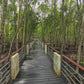 Virtual Cycle - Mangrove Boardwalk - Langkawi - Malaysia