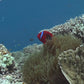 Anemonefish - Life In Living Shelter