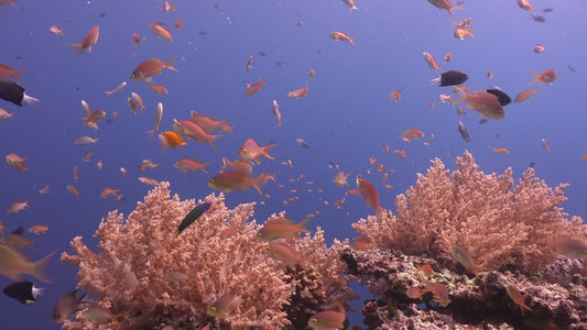 Underwater Short Film Coral reef scenes in 4K Ultra HD
