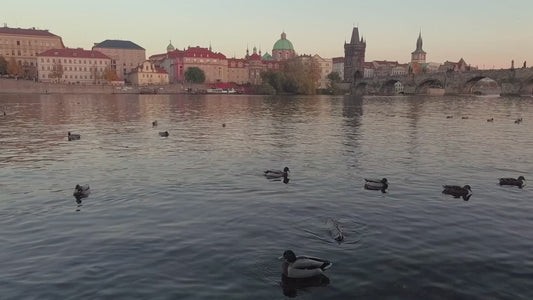 Duck and Swans in Praque