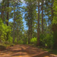 Fitness Journeys - Through the Forest 2