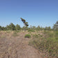 Virtual Scenery Walks - Pine Forest in Strong Wind - With HD Nature Sounds