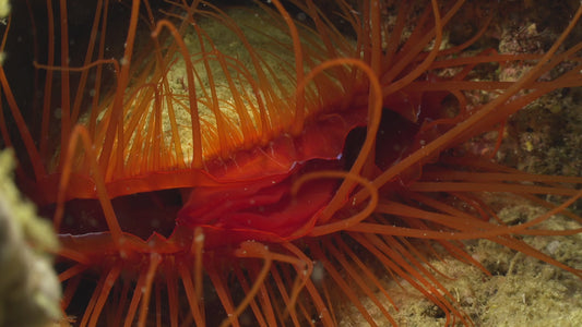 Creator Pack - 25 single clips of Live Shells 4K