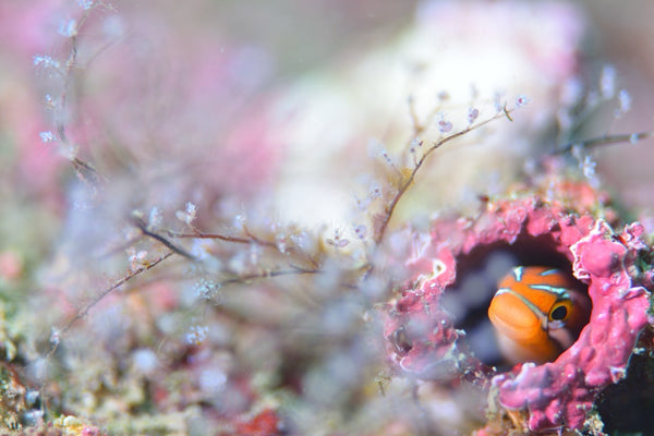 Aquarium Dvd's
