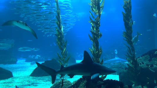 AQUARIUM TV - Deep Sea Aquariums