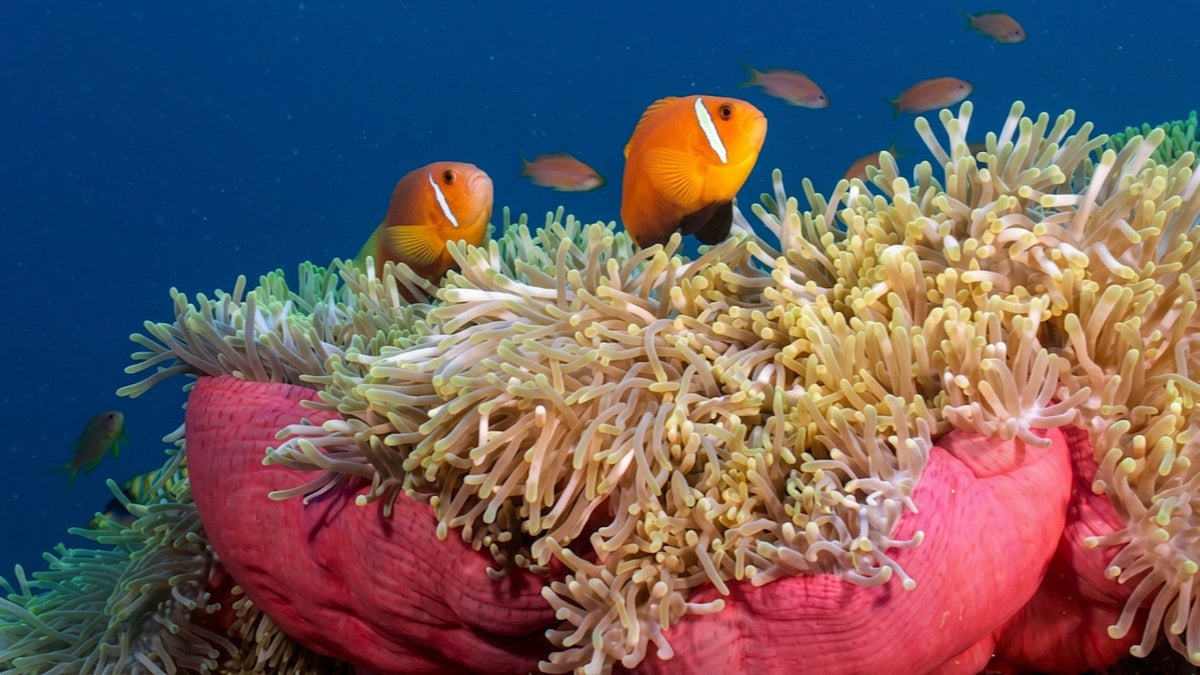 Clownfish Of The Coral Reef - Underwater Film And Bonus Stock Clips
