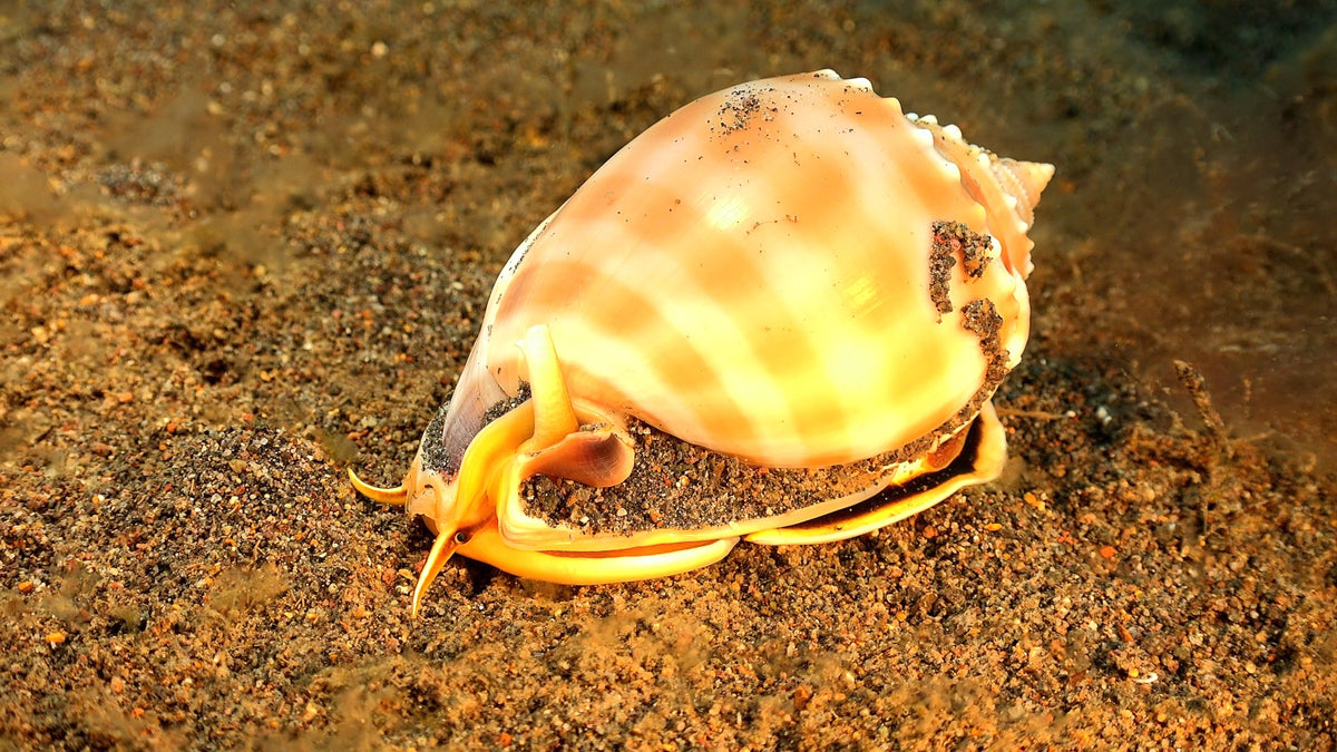 Ocean Treasure - Living Shells
