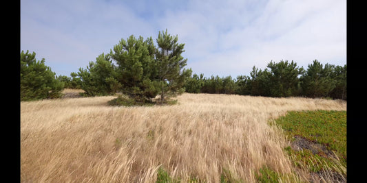 Virtual Walk - Pine Forest, Portugal