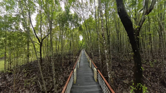 Virtual Walk - Mangrove Forest - Langkawi - Malaysia + Surround Sound and Birds Eye Views