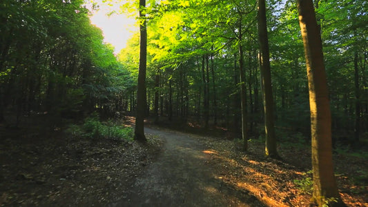 Virtual Walk - A Day At The Forest With Natural Sound