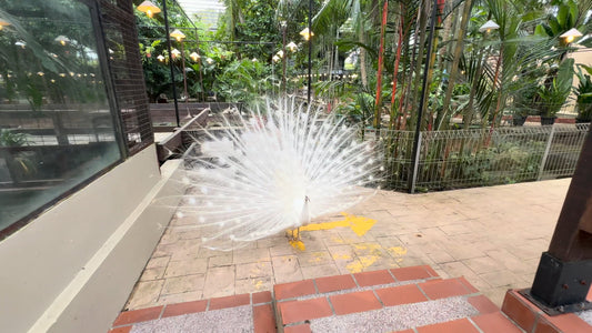 Virtual Walk  - Zoo Smallest Colorful Bird Aviary in Asia & Bird Feeding