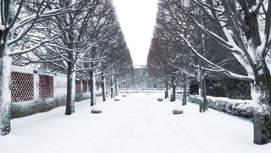 Virtual Walk - Botanical Garden, Chicago, USA