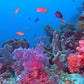 Ocean Reefs Aquariums Dvd