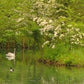 Four Seasons - Spring