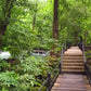 Nature Walks - Tropical Scenery