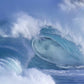 Ocean Waves with Sounds of the Sea Dvd