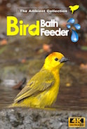 4k-tropical-bird-feeder-and-bird-bath