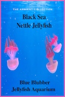 black_sea_nettle_jellyfish_blue_blubber_jellyfish_aquarium