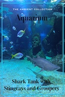 360_vr_aquarium_with_sharks_stingrays_tuna_groupers_and_many_more_fishes