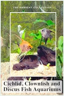 cichlid_clownfish_and_discus_fish_aquariums