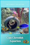 cute_clownfish_aquarium