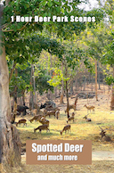 4_k_hdr_one_hour_deer_park_scenes_with_spotted_deers_and_much_more