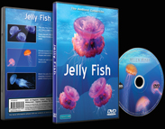 Sea Jellies and Jelly Fish In Tropical Seas and Aquariums