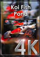 koi_fish_pond_4k