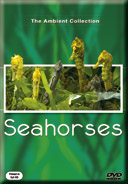 seahorse_aquariums_and_tropical_fishes