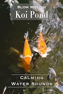 4_k_slow_motion_koi_pond_with_calming_water_sounds