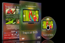 Tropical Birds with Music or Nature Sound