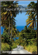 Fitness-Journeys-Tropical-Palm-Trees