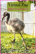 virtual_zoo_baby_flamingos