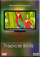 Tropical Birds with Music or Nature Sound