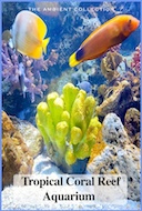 tropical_coraLreef_aquarium