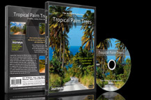 Fitness-Journeys-Tropical-Palm-Trees